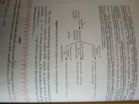 Explain the three pathway by which glucose breakdown - Brainly.in