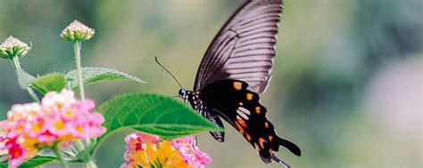 梦见蝴蝶飞到自己身上是什么意思 梦见蝴蝶飞到自己身上代表什么预兆 - 万年历