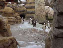 ZooLex Exhibit - Penguins of the Coastal Desert