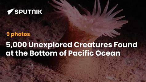 Scientists Discover 5,000 New Spices at the Bottom of Pacific Ocean