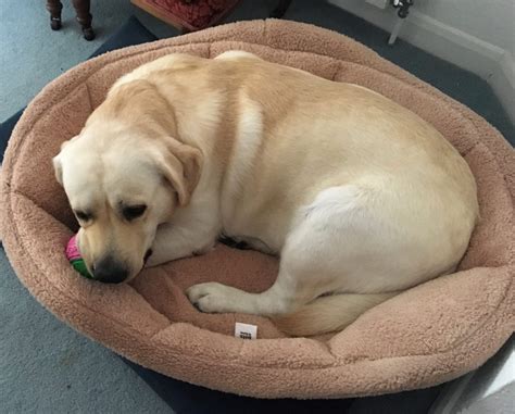 Image result for Rescue Dogs Labrador Retriever