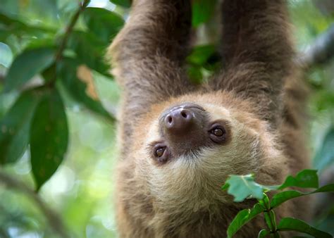Costa Rican Rainforest Sloth