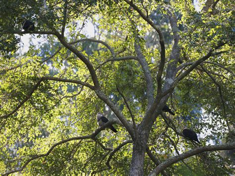 White-headed Pigeon - eBird