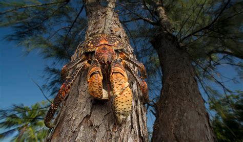 An Amelia Earhart conspiracy, a missing rifle and powerful pincers: the ...