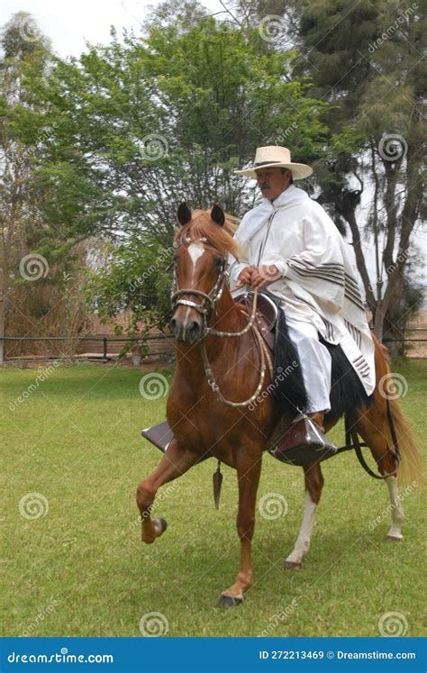 PERU Peruvian Paso Horses Being Ridden by Men in Traditional Clothing ...