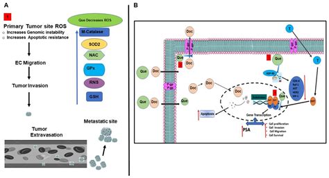 Combination Modality Using Quercetin to Enhance the Efficacy of ...