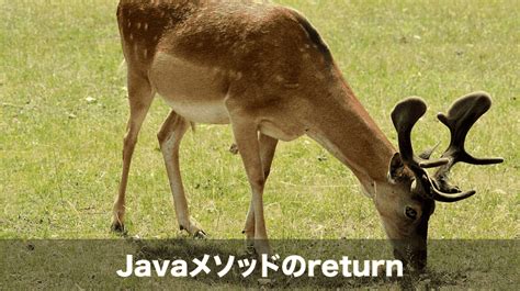 How to Return Method in Java 的图像结果
