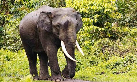 Forest dept releases draft elephant corridor plan for Tamil Nadu