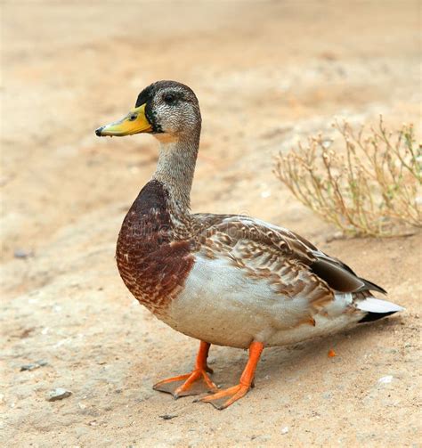 雄鸭的特写镜头，母野鸭，射击的野鸭户外 库存照片. 图片 包括有 鸟类学, 鸭子, 背包, 飞行, 公开承认 - 138671182