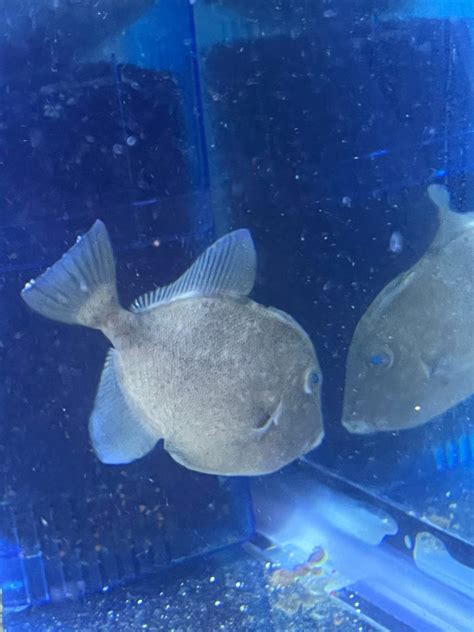 What is this trigger fish? Gray Triggerfish? : r/Reef
