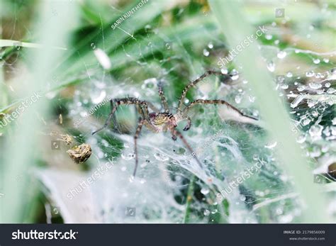 Wolf Spider On Nest Stock Photo 2179856009 | Shutterstock