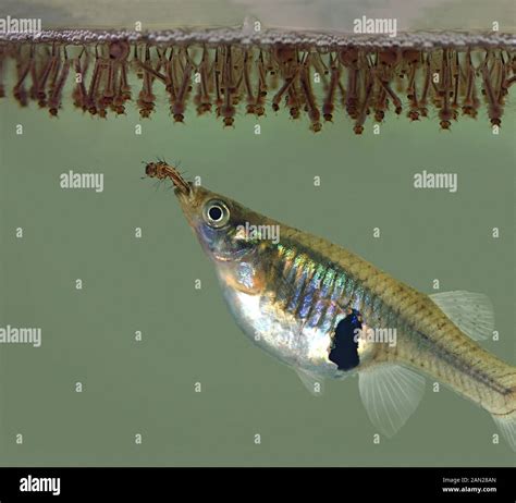 The Best Fish That Eat Mosquito Larvae For Natural Pond Control