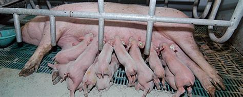 Ratgeber: Tipps zur Aufzucht kleiner Ferkel | agrarheute.com
