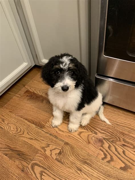 Bentley the Black and White Goldendoodle