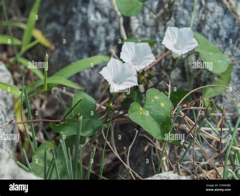 White Morning-glory (Ipomoea lacunosa Stock Photo - Alamy