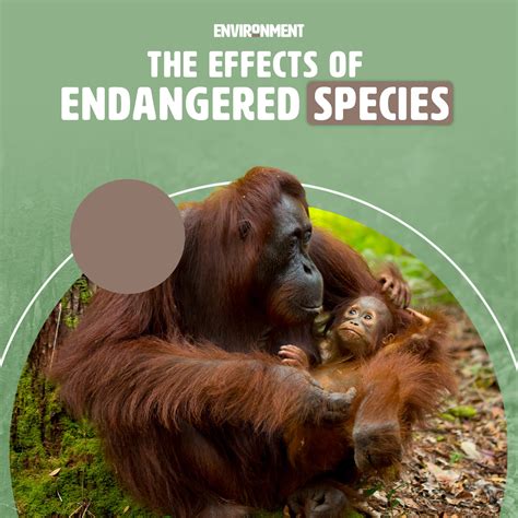 Effects Of Endangered Animals