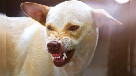 Chhattisgarh में नहीं थम रहा कुत्तों का आतंक... सामने आए Dog Bite के ...