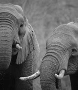 Image result for Facts About Baby Elephants