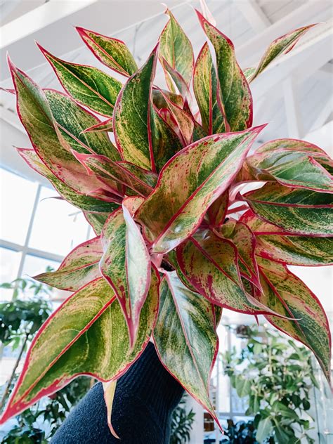Aglaonema Siam Red (Chinese Evergreen) | Botaniful