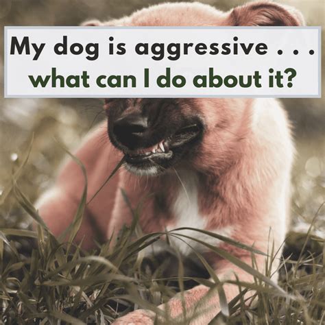 How To Stop Aggressive Dog Behavior at Henry Trethowan blog