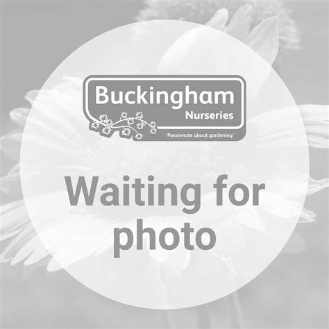 Hosta, Empress Wu, Plantain lily (Cottage Garden Plants / Perennials ...