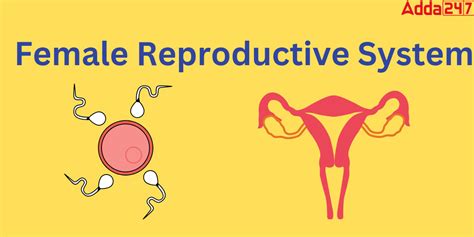Image result for Female Reproductive System Class 12