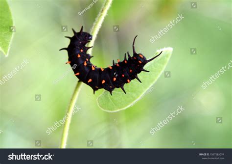 93 Battus Caterpillars Images, Stock Photos & Vectors | Shutterstock