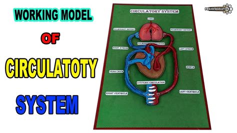 Circulatory System Working Model 的图像结果