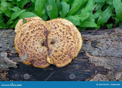 Fungi are Parasites and Saprophytes Forming Colonies on Tree Trunks, a ...