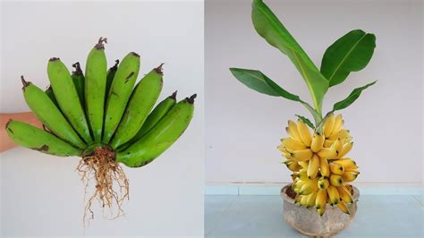 How to Start Banana Tree 的图像结果