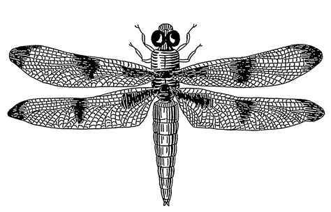 Free Dragonfly Drawings, Download Free Dragonfly Drawings png images, Free ClipArts on Clipart ...