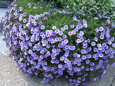 Million Bells (Calibrachoa) | What Grows There :: Hugh Conlon ...