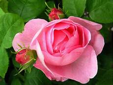 fiore con s flowers pictures bud 1 fiore con s flowers pictures bud 1