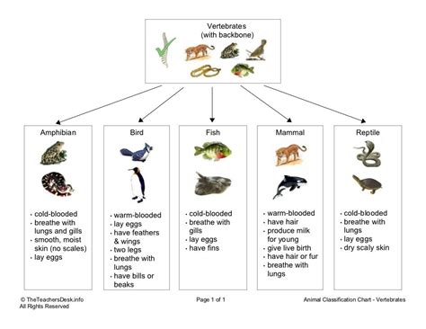 Chart vertebrates