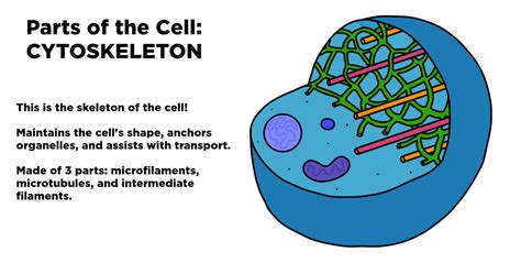 Image result for Cytoskeleton Structure