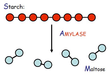 Bildergebnis für amylase
