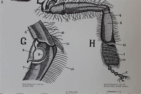 Buy Vintage Insect Legs Classroom Chart From Turtox, General Biological ...