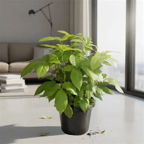 Brassia Golden | Bright Plant