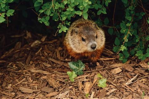 Are Groundhogs Dangerous to Dogs? Will They Attack a Dog? | Superb Dog