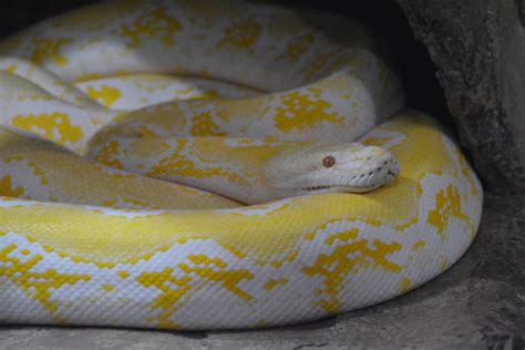 Image result for Albino Cow Reticulated Python