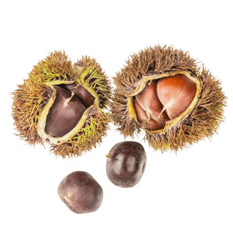 Rezultat imagine pentru Chestnut Tree