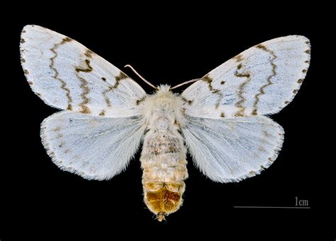 Image result for Gypsy Moth Control