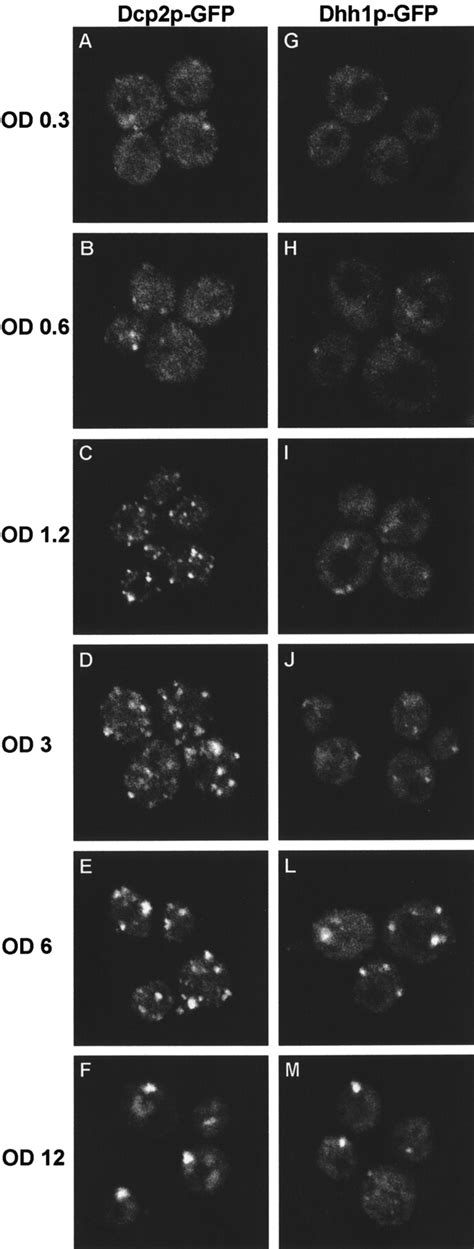 Process Body 的图像结果
