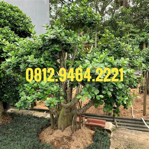 Jual Pohon Hias Bonsai Beringin Korea Berbagai Ukuran & Bentuk Unik ...