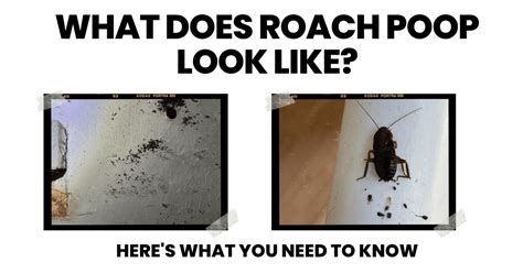 German Cockroach Poop 的图像结果