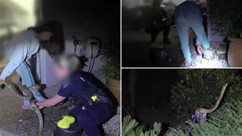 Image result for Python Wraps around Woman