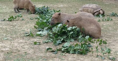 Browsing Animals 的图像结果