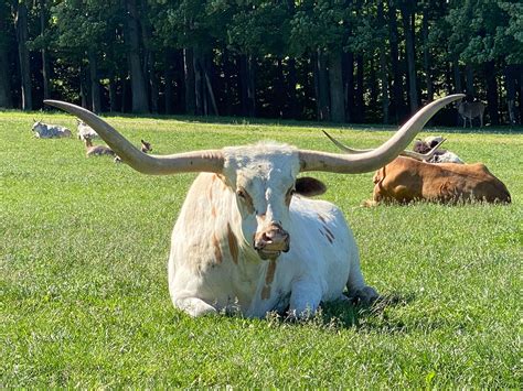 Texas LongHorn Cattle - Varysburg, NY - Hidden Valley Animal Adventure