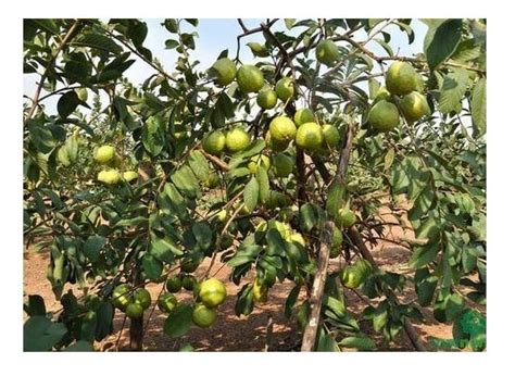 Save Green Guava Thailand Super Kiran Thai 5 Amrood Variety Fruit (Air ...