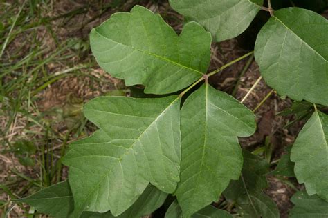 Toxicodendron pubescens (Eastern poison oak)